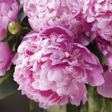 Monsieur Jules Elie Peony