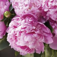 Monsieur Jules Elie Peony