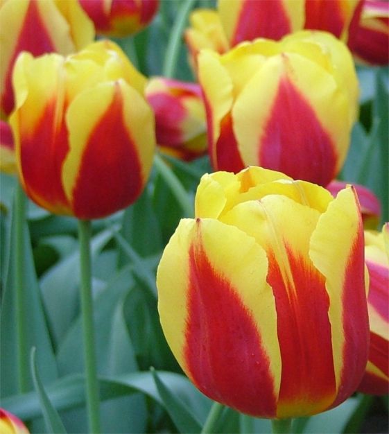 Keizerskroon Tulip (Emperor's Crown) Seeds