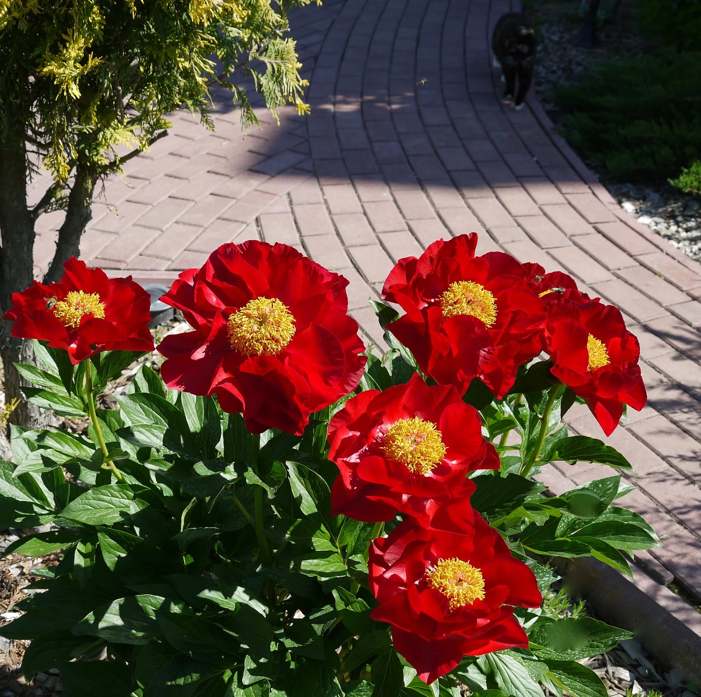 Mackinac Grand Peony