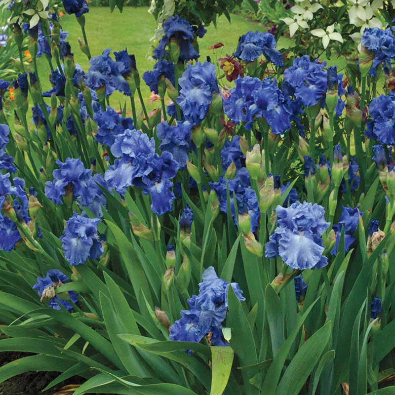 Feedback Reblooming Bearded Iris