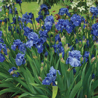 Feedback Reblooming Bearded Iris