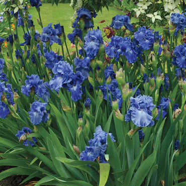 Feedback Reblooming Bearded Iris