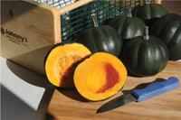 Honey Bear – Acorn Squash Seed