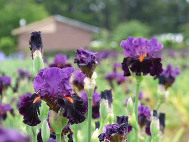 Sharp Dressed Man Bearded Iris