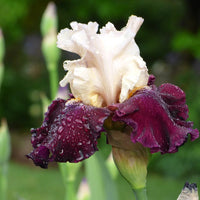 Twist of Sheree Reblooming Bearded Iris