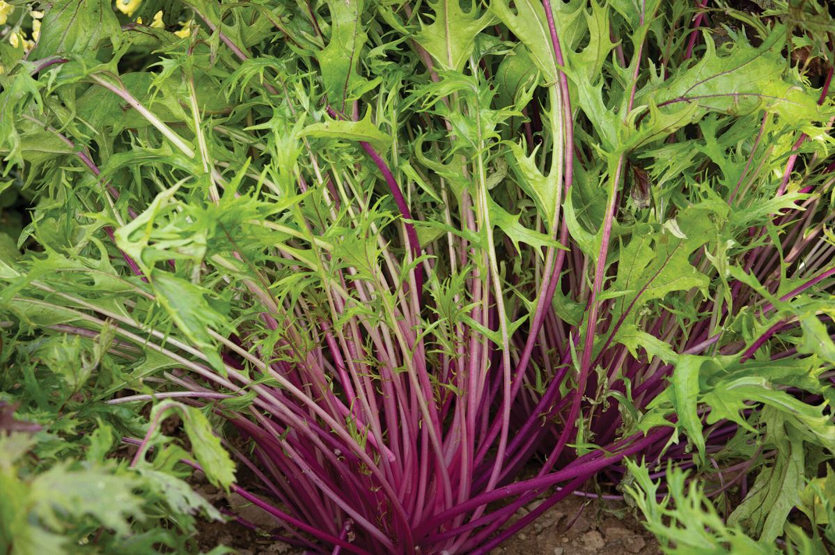 Central Red – Green Seed