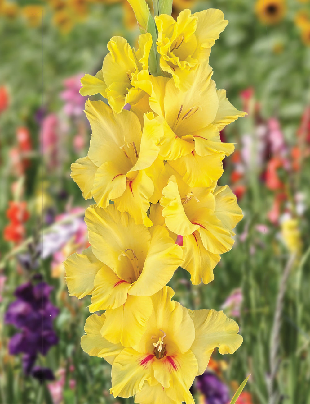Gladiolus- Yellow Age