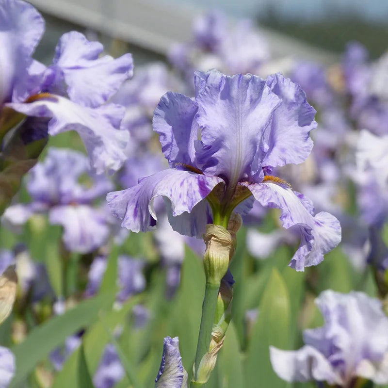 Elainealope Reblooming Bearded Iris