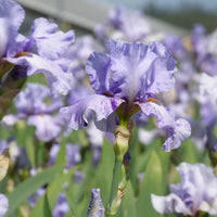 Elainealope Reblooming Bearded Iris
