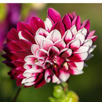 Dahlia- Raspberry Cream (Tuber)