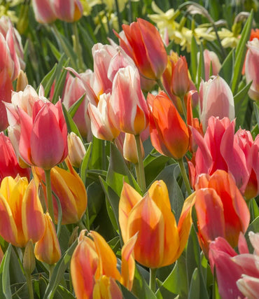 Colour Fun Tulip Mixture Seeds