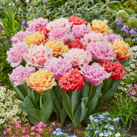 Double Fringed Tulip Mixture Seeds