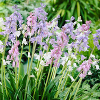English Wood Hyacinth Mixture Seeds