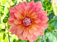 Dahlia- Lady Ice (Tuber)
