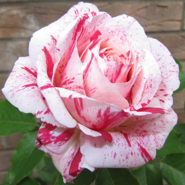 Scentimental Floribunda Rose