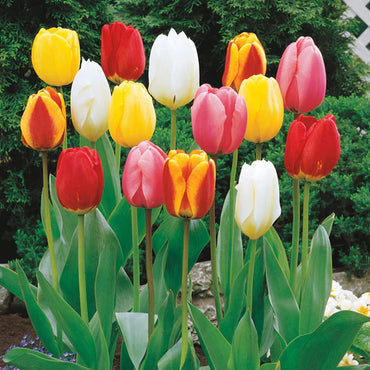 Improved Perennial Tulip Mixture Seeds