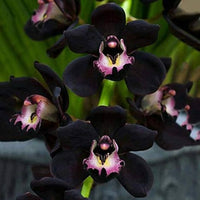 Heirloom Non-GMO Black Phalaenopsis Orchid Flower Seeds for Planting – Rare Exotic Variety