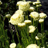 Santolina Etrusca Flower Seeds – Heirloom, Non-GMO, Aromatic Silver Foliage Blooms for Garden Planting