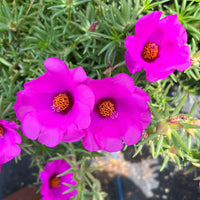 Heirloom Non-GMO Purple Portulaca Flower Seeds for Drought-Tolerant Summer Garden Planting