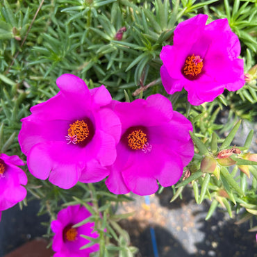 Heirloom Non-GMO Purple Portulaca Flower Seeds for Drought-Tolerant Summer Garden Planting