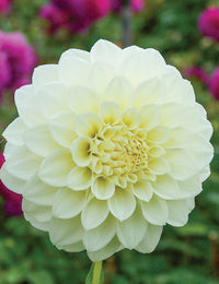 Dahlia- Snowy (Tuber)