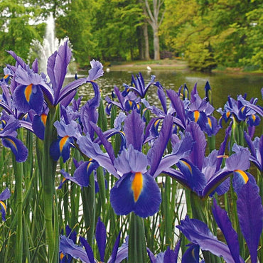Dutch Iris- Discovery