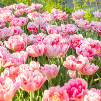 Foxtrot Double Tulip Seeds