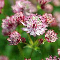 Sparkling Stars Pink Astrantia