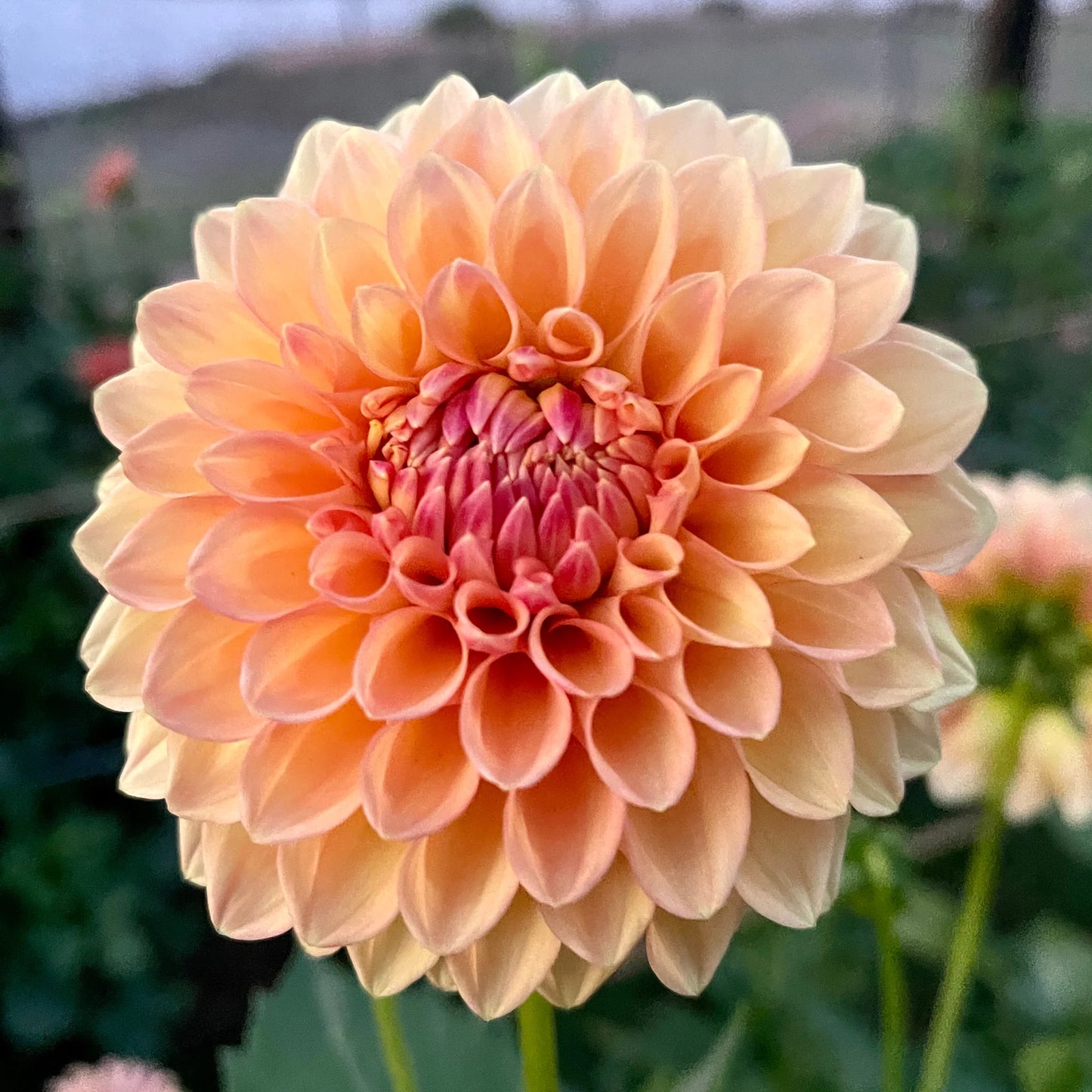 Dahlia- Cottage Delight (Tuber)