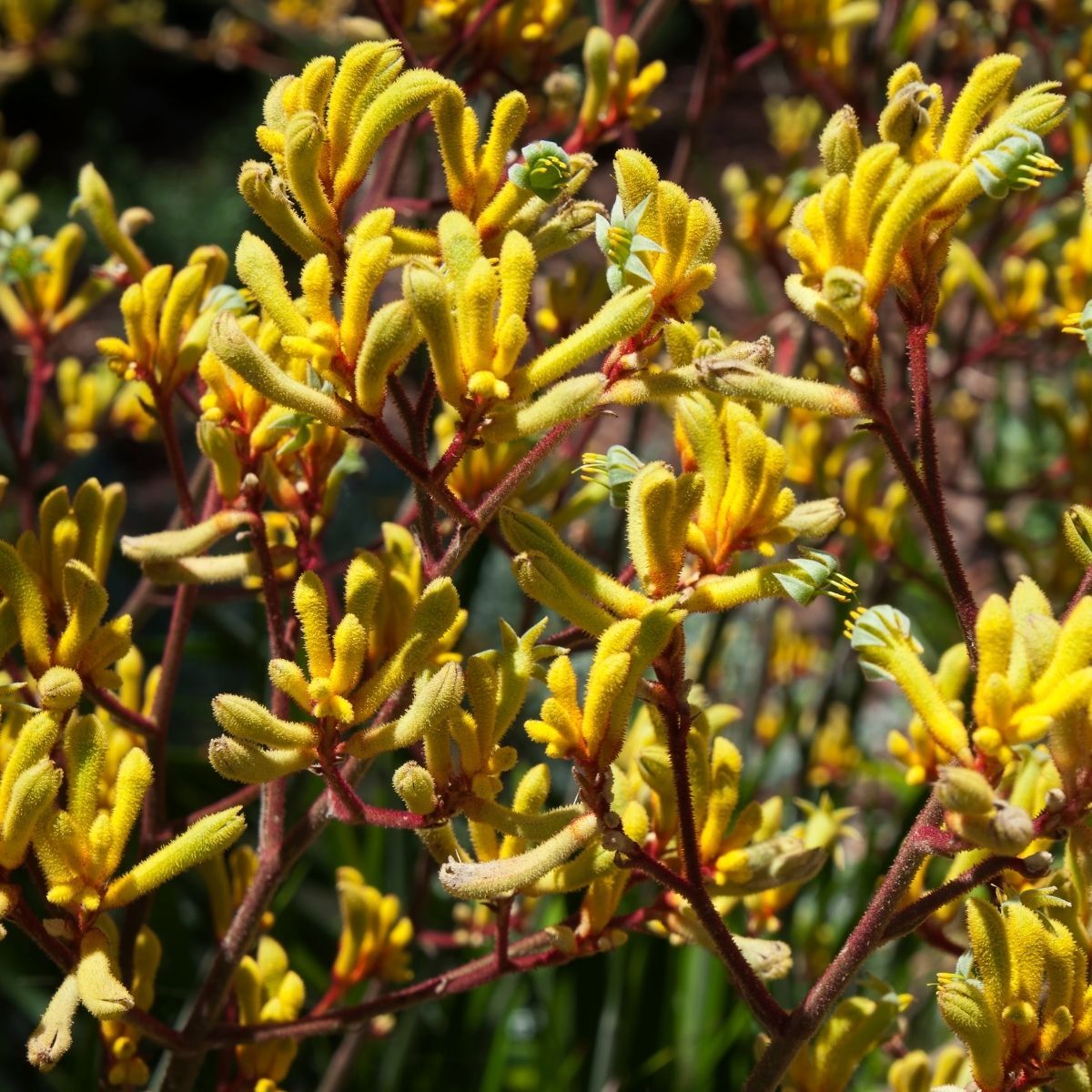 Kangaroo Paw- Green/Yellow