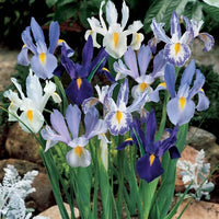 Cool Shades Dutch Iris Mixture Seeds