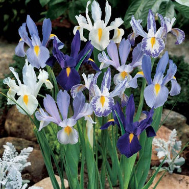 Cool Shades Dutch Iris Mixture Seeds