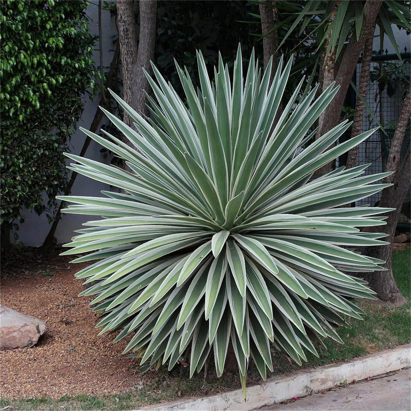 Green Agave Angustifolia Plant Seeds – Heirloom Non-GMO Succulent Seeds for Drought-Tolerant Gardens