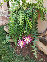 Heirloom Epiphyllum Anguliger Plant Seeds, Non-GMO Fishbone Cactus for Unique Indoor and Garden Planting