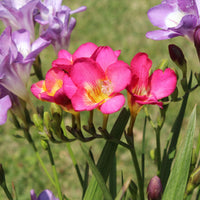 Freesia- Massing (Hadeco) Mixed