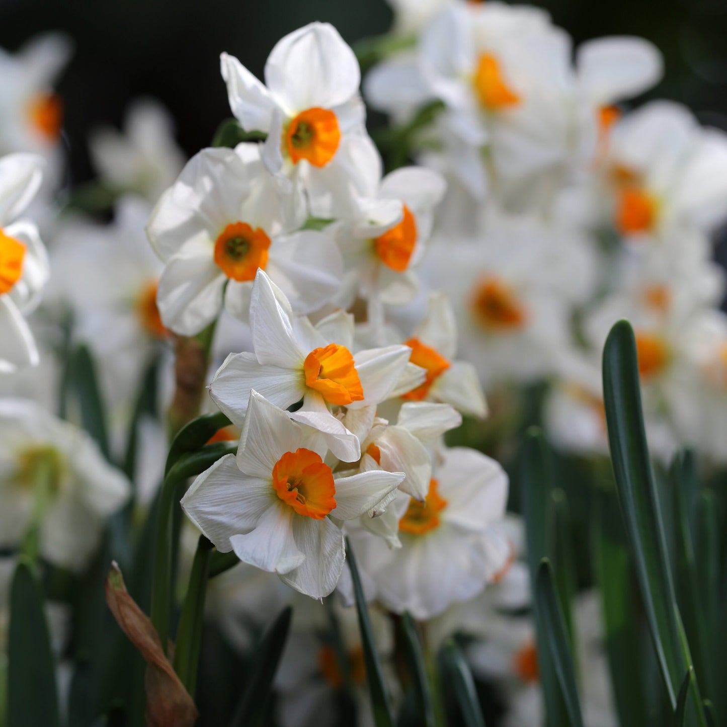 Geranium Daffodil Seeds