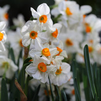 Geranium Daffodil Seeds