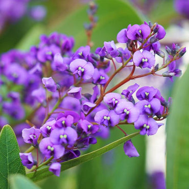 Hardenbergia- Native Wisteria