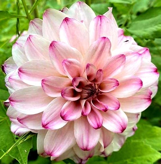 Dahlia- Atlantic Jewels (Tuber)