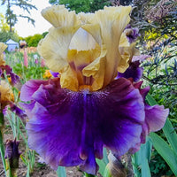 Reblooming Bearded Iris Collection