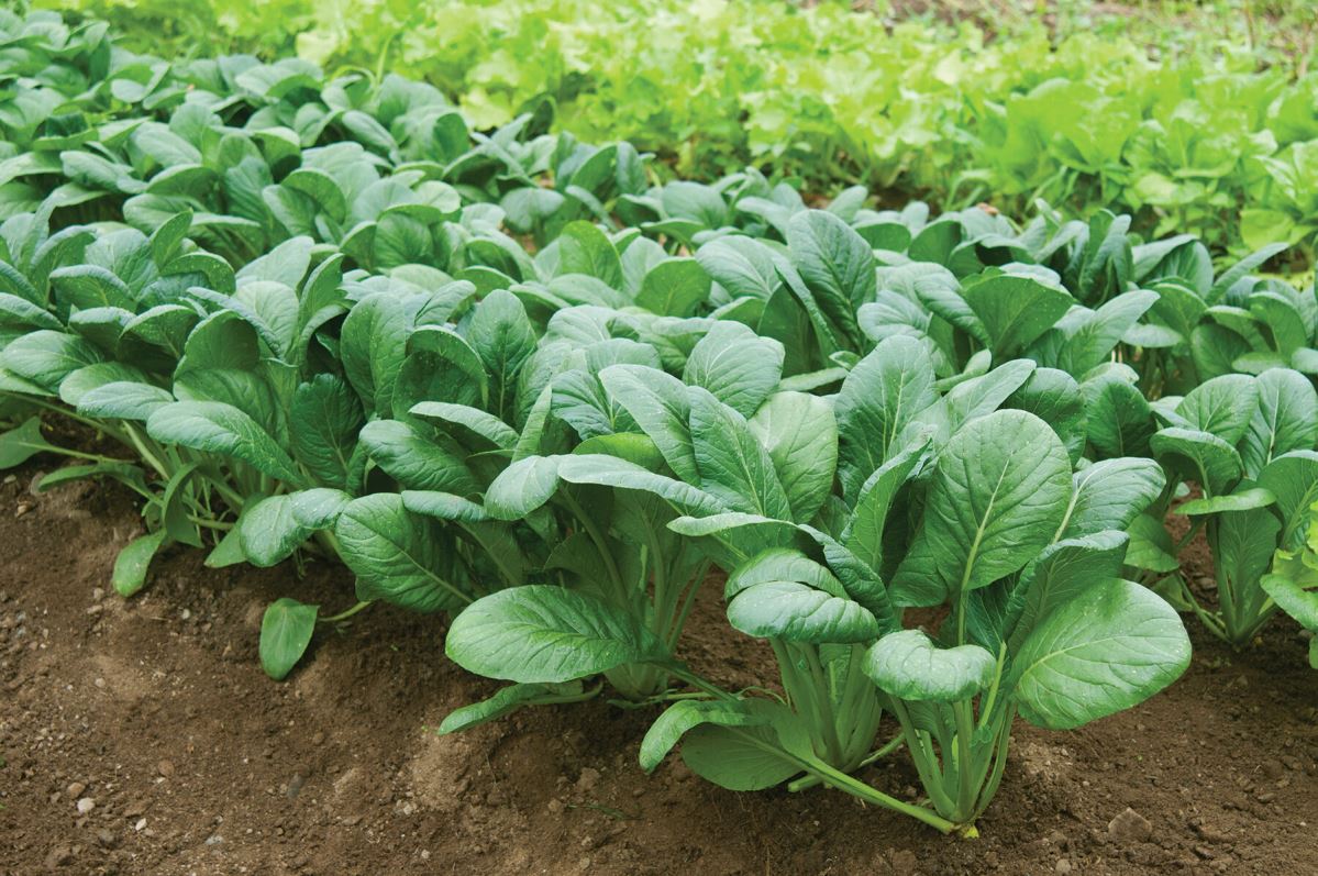 Carlton – Komatsuna Seeds