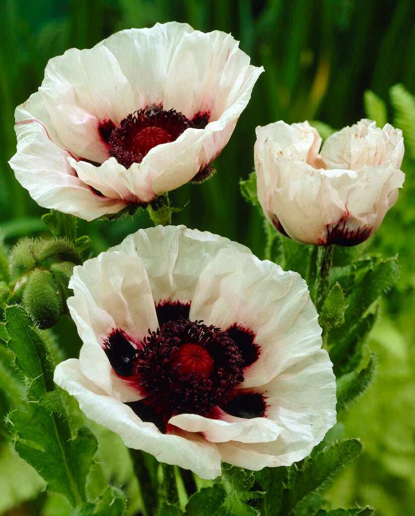 Perry White Oriental Poppy