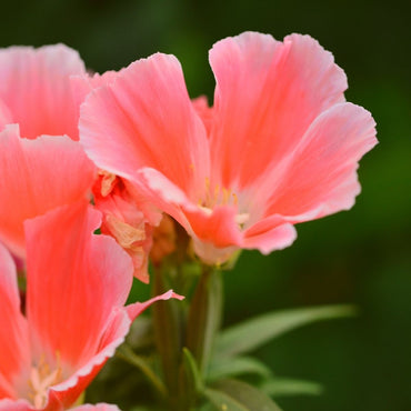 Godetia- Azalea Orange Glory