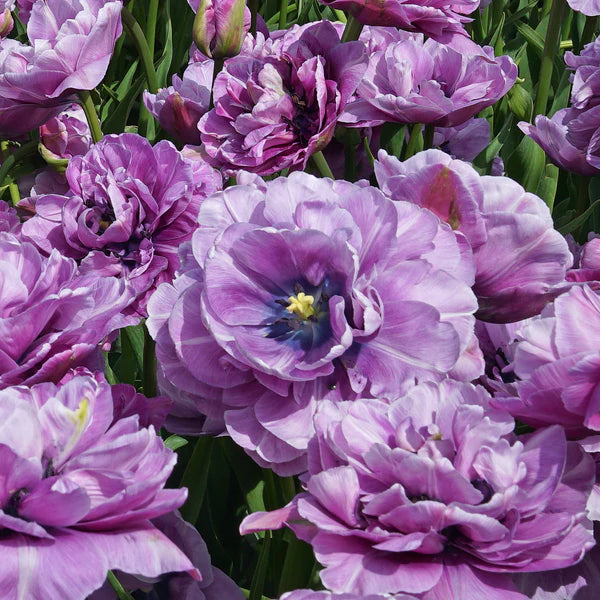 Dancing Passion Tulip Seeds