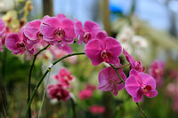 Heirloom Non-GMO Thick Pink Orchid Flower Seeds for Garden Planting – Unique Exotic Bloom Seed
