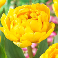 Golden Jewel Tulip Seeds