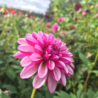 Dahlia- Betty (Tuber)