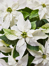 White Green Poinsettia Flower Seeds – Heirloom Non-GMO Festive Blooms for Garden and Pot Planting