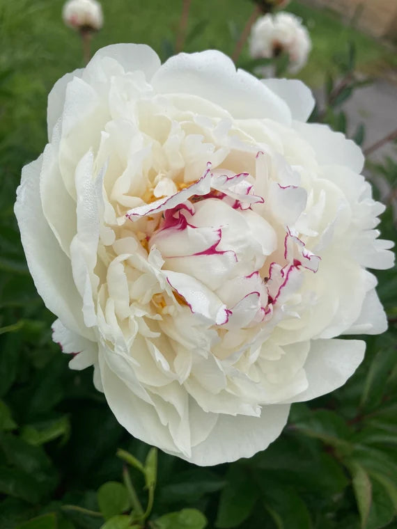 Festiva Maxima Peony
